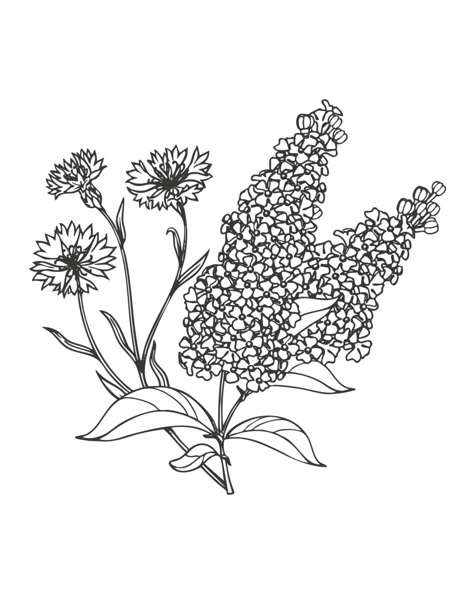 Estratto di Moringa